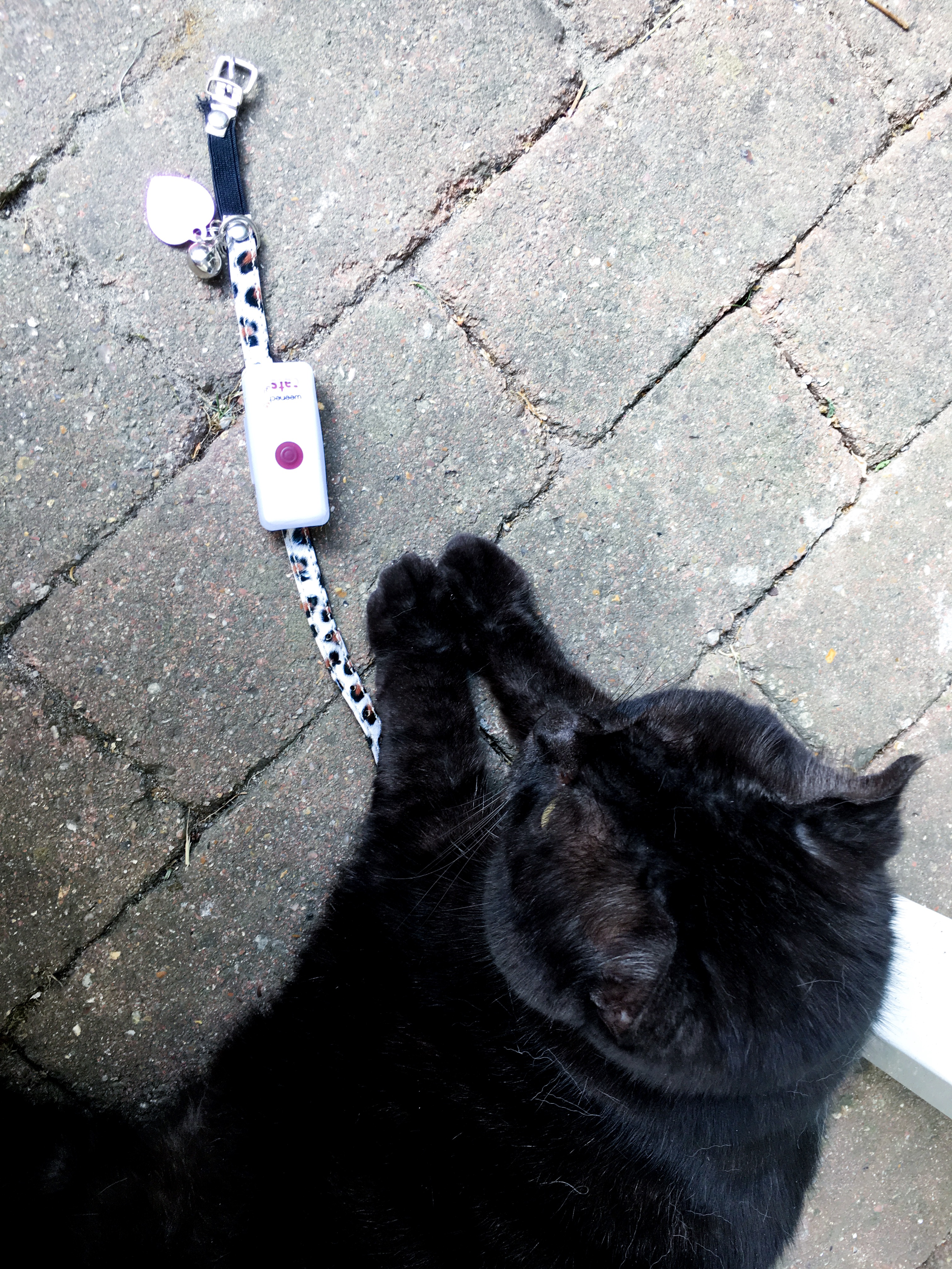 balise gps chat collier weenect 