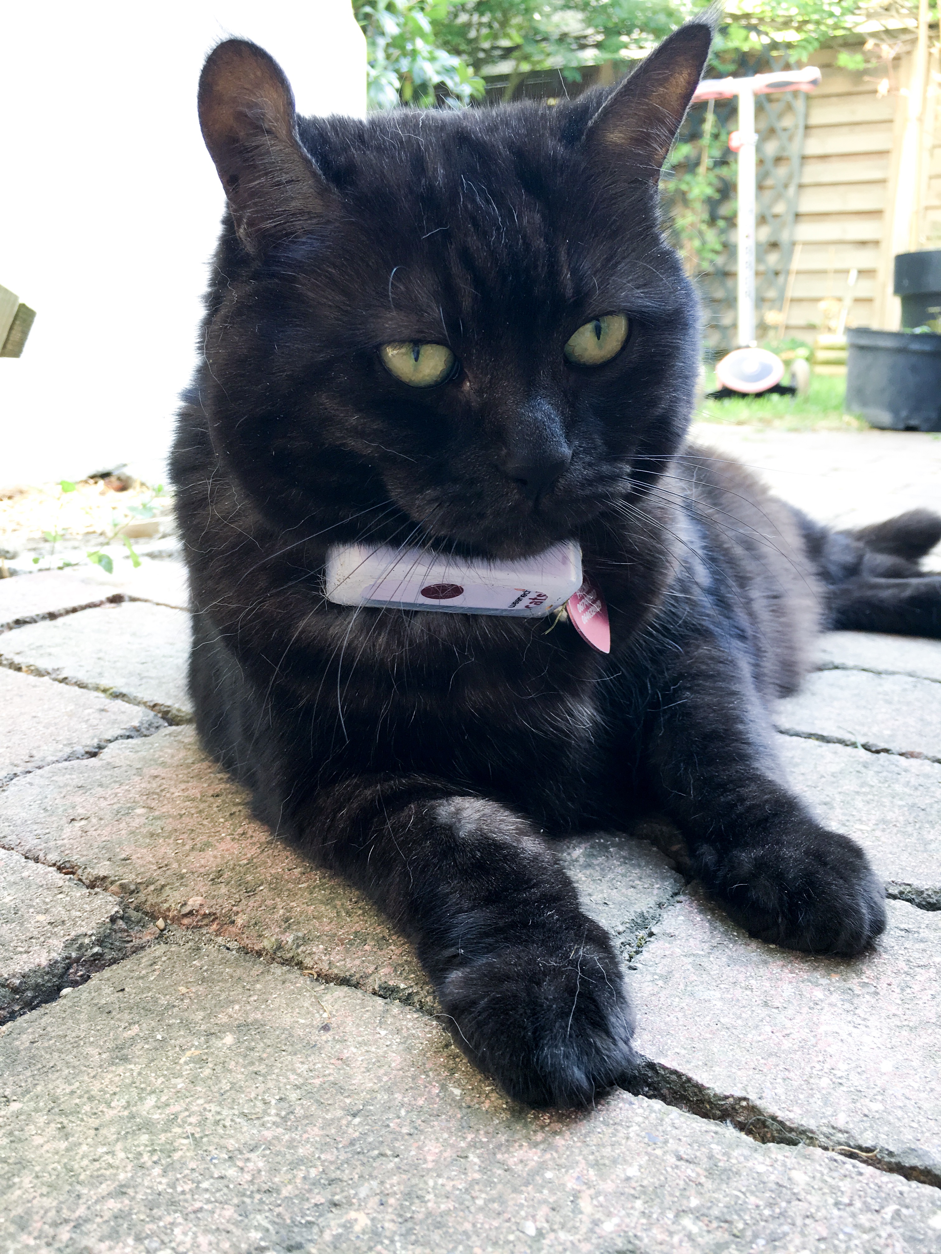 collier balise gps chat weenect 