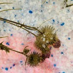 comment faire sécher des fleurs