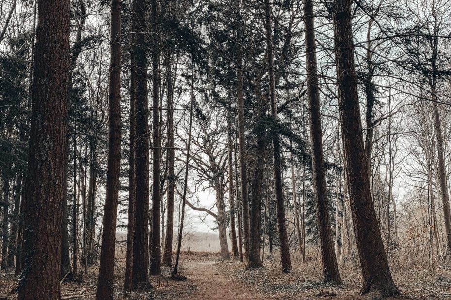 balade en forêt dans les yvelines 78