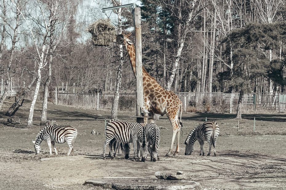 mon avis sur le zoo de Thoiry