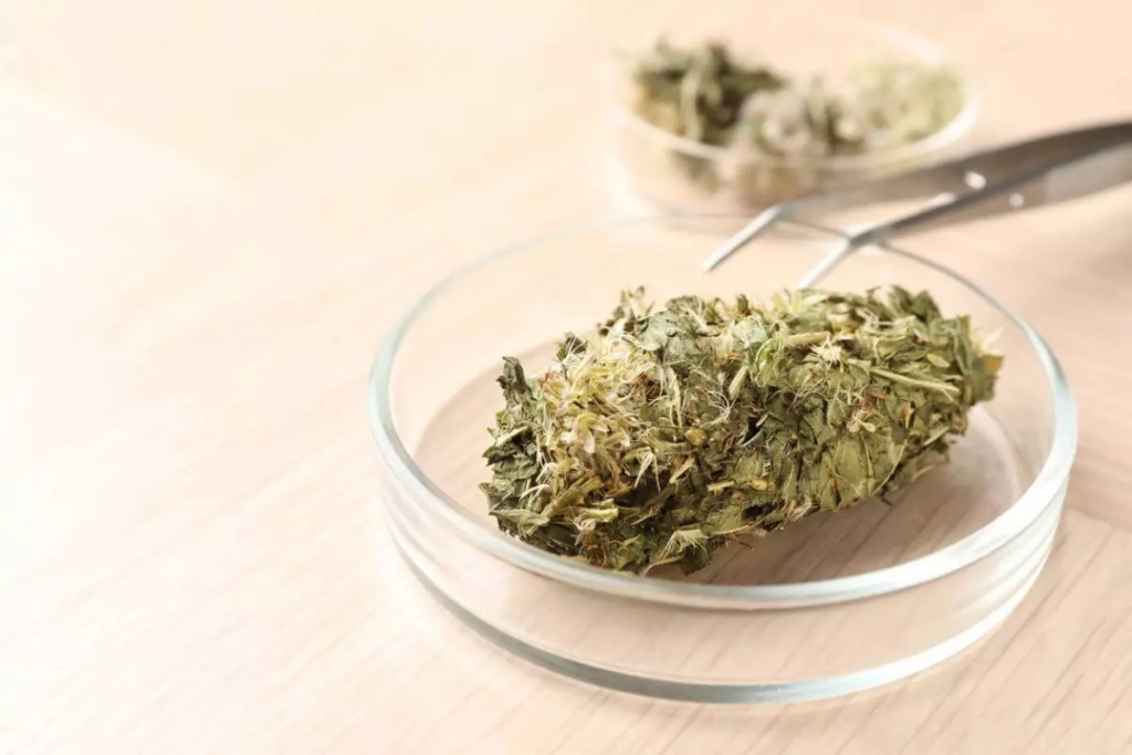 choisir-son-cbd-les-criteres-que-seul-un-specialiste-connait